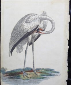 Alternative view of Pair of Harrison, Cluse & Co Antique Prints