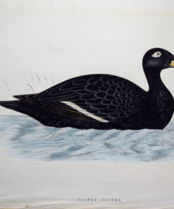 Four Fine Antique Fawcett Bird Prints. - Image 3