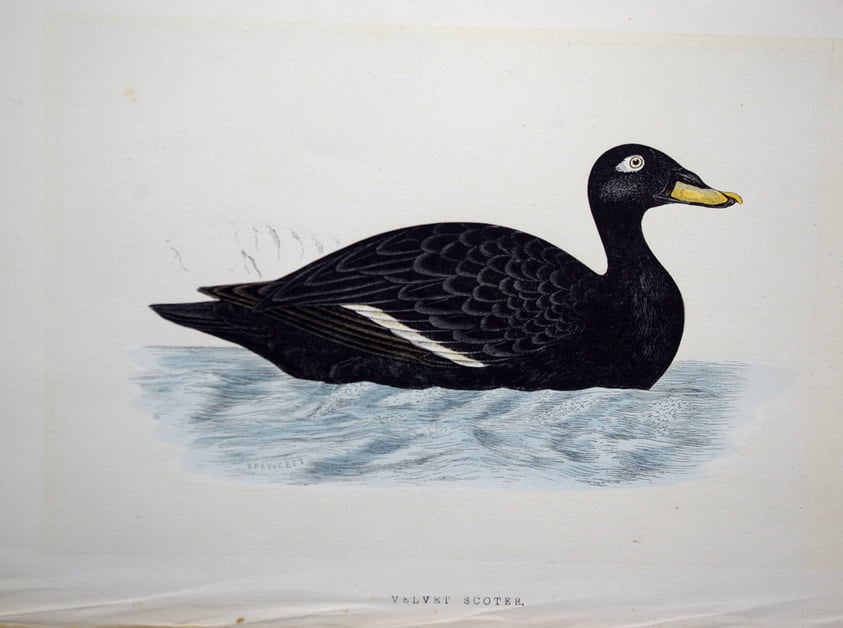 Four Fine Antique Fawcett Bird Prints. - Image 3