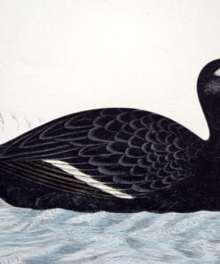 Four Fine Antique Fawcett Bird Prints. - Image 4