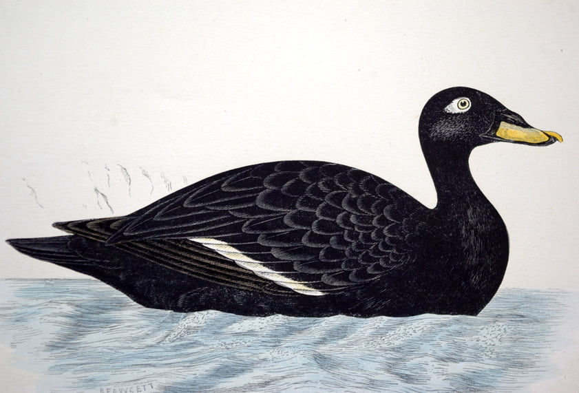 Four Fine Antique Fawcett Bird Prints. - Image 4