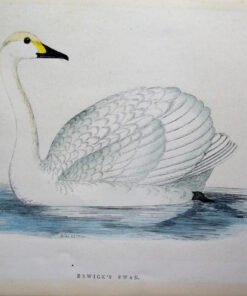 Four Fine Antique Fawcett Bird Prints. - Image 5