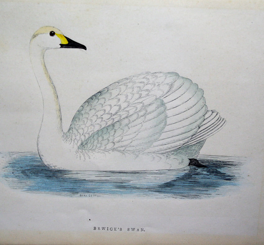 Four Fine Antique Fawcett Bird Prints. - Image 5