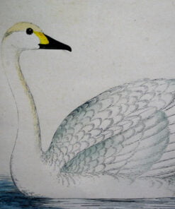 Four Fine Antique Fawcett Bird Prints. - Image 6