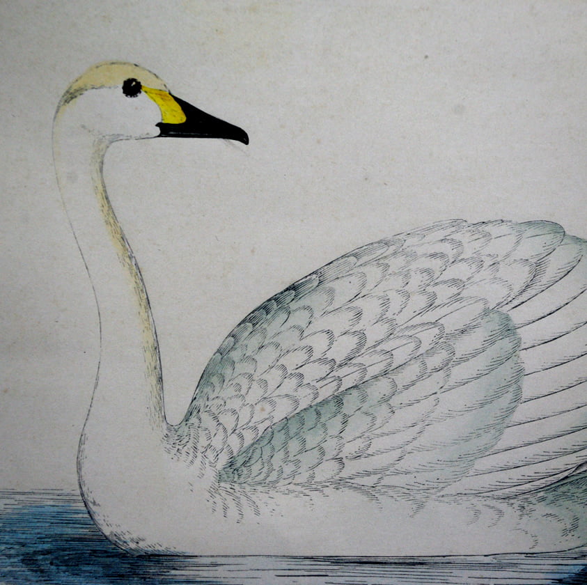Four Fine Antique Fawcett Bird Prints. - Image 6