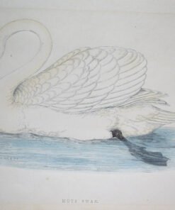 Four Fine Antique Fawcett Bird Prints. - Image 7