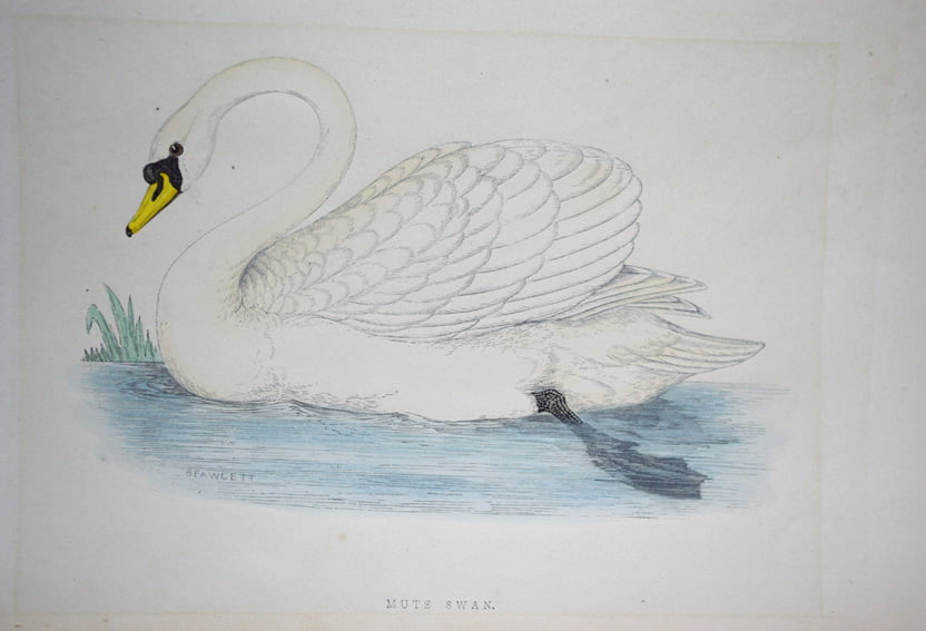 Four Fine Antique Fawcett Bird Prints. - Image 7