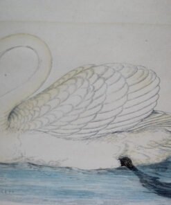 Four Fine Antique Fawcett Bird Prints. - Image 8