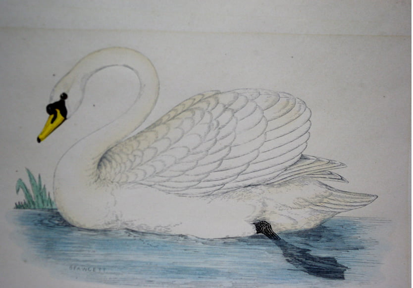 Four Fine Antique Fawcett Bird Prints. - Image 8