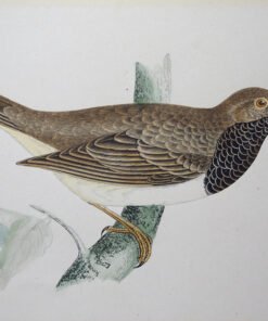 Four Fine Antique Fawcett Bird Prints.