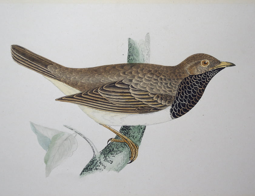 Four Fine Antique Fawcett Bird Prints.