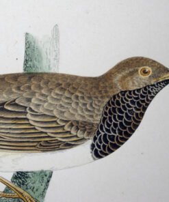 Alternative view of Four Fine Antique Fawcett Bird Prints.