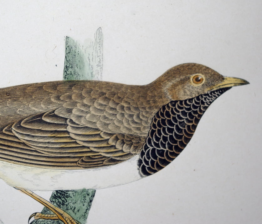 Four Fine Antique Fawcett Bird Prints. - Image 2
