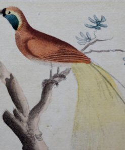 Alternative view of Pair of Harrison, Cluse & Co Antique Prints