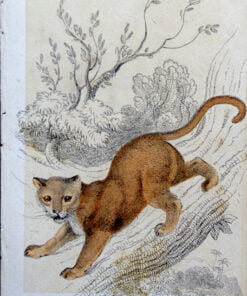 Pair of Harrison, Cluse & Co Antique Prints - Image 3