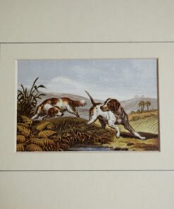 Two Spaniels