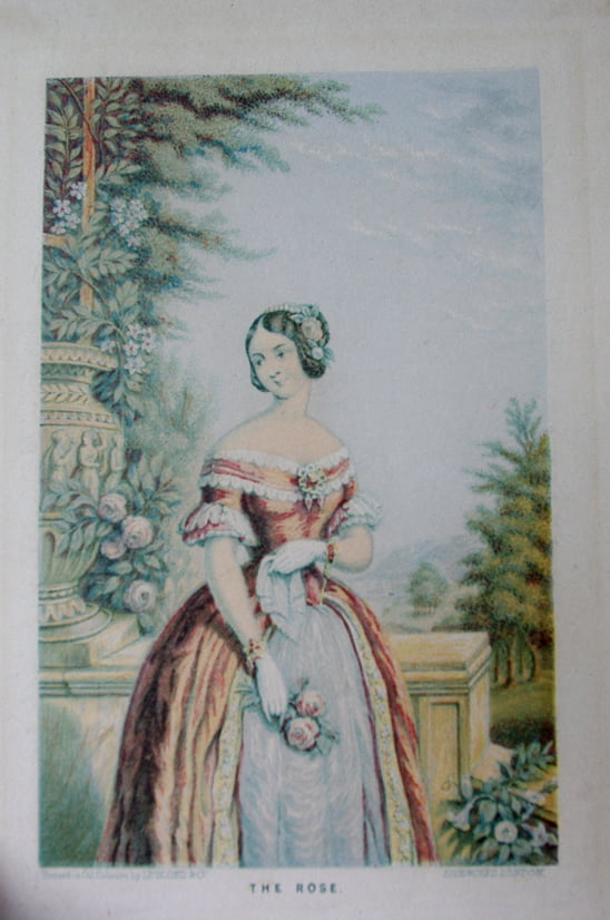 The Rose