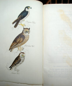 The Feathered Tribes of the British Islands by Robert Mudie (First Edition) - Image 3