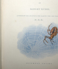Alternative view of Autumn by Robert Mudie