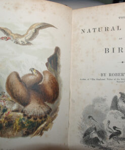 The Natural History of Birds, by Robert Mudie - Image 4