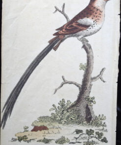 Pair of Harrison, Cluse & Co Antique Prints - Image 4