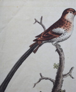 Pair of Harrison, Cluse & Co Antique Prints